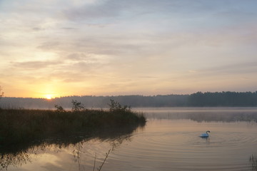 Sunrise on lake, swan 16