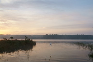 Sunrise on lake, swan 14