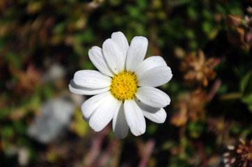 Fleur blanche et jaune de montagne