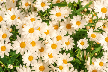 Nice chamomile flowers in the garden.