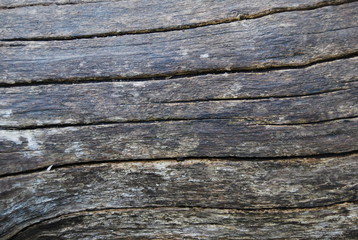 Country Striped Bark