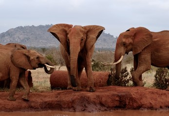 elephant family - Kenya © klara