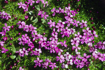 Petite fleur rose de montagne