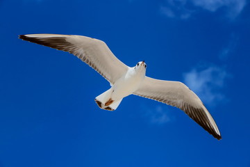 seagull in flight