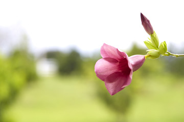 Close up of Allamanda cathartica (