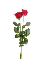 Obraz premium Two red rose on white background