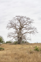 Savanna landscape on Kissama, Angola