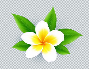 Realistic vector white frangipani flower isolated on transparent grid background
