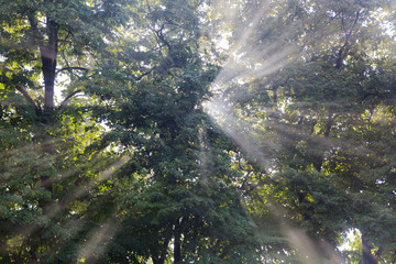 The sun's rays passing through the trees