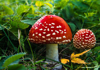 Amanita in dense grass