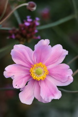 Fototapeta premium japanese anemone in pink macro