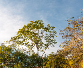 Beautiful natural view of trees