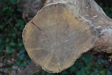 Tree log end