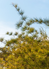 Leaves of bamboo in the forest