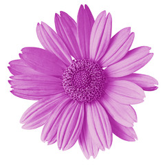 amethyst  flower isolated on white background. Flower bud close up.  Nature.