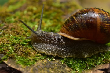 snail on a wood log after the rain