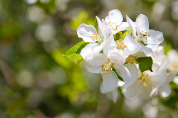 beautiful spring flowers,  white apple blossoms in garden outdor, green background