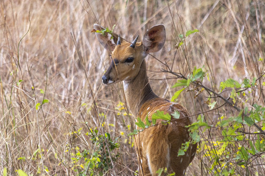 View Of A Imbabala Or Cape Bushbuck, Angola