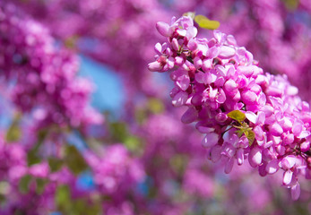 Spring flowers, Cercis siliquastrum against blue sky.