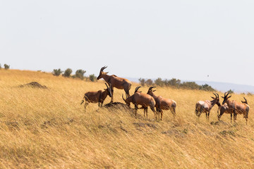 Naklejka na ściany i meble A small herd of antelope congonies in Masai Mara, Kenya, Africa