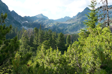 Obraz premium Beautiful nature of Tatra Mountains, dense forest and steep peaks, Slovakia.