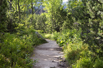 Fototapeta na wymiar Path in beautiful nature of Tatra mountain, Slovakia.