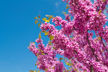 Spring flowers, Cercis siliquastrum against blue sky.