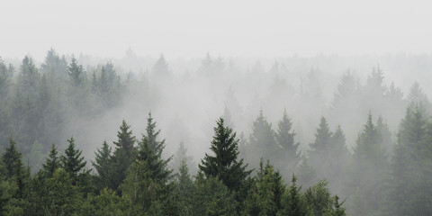 Fototapety  Panoramiczny widok na krajobraz świerkowego lasu we mgle w deszczową pogodę