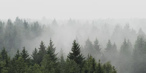 Foto op Aluminium Panoramisch landschapsbeeld van sparrenbos in de mist bij regenachtig weer © evgenydrablenkov