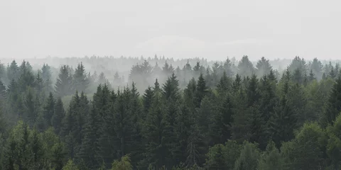 Fotobehang Panoramisch landschapsbeeld van sparrenbos in de mist bij regenachtig weer © evgenydrablenkov