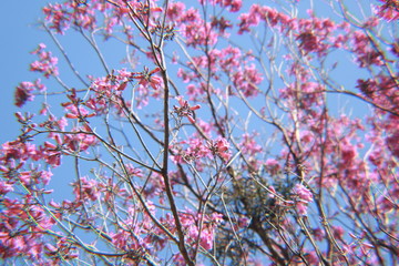 Flores rosas de Lapacho