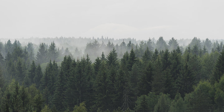 Fototapeta Panoramic landscape view of spruce forest in the fog in the rainy weather