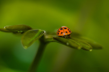 Ladybird closeup on a leaf.