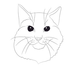 cat portrait, lines, vector,