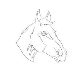horse portrait, lines, vector