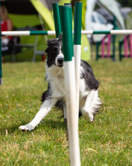 Agility show held at the Usk Show Ground on 21st and 22nd July 2018. Saturday competition held in overcast and some sunny conditions - Sunday held with sunny conditions.