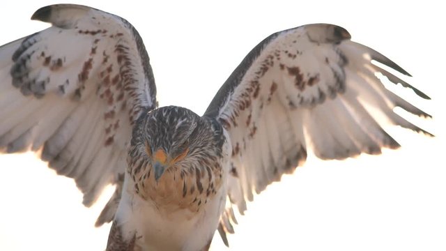 Hawk Eagle moves its wings when the sun hits ..