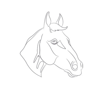 horse portrait, lines, vector