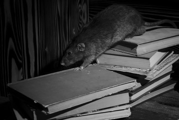Rats and old books.