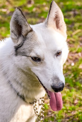 siberian husky dog
