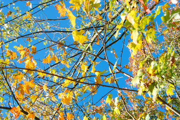 Colorful autumn leaves of Acer in the park