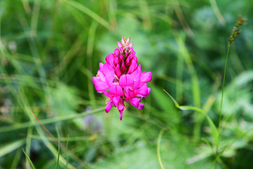 flower photo of pink clover flower on a green blurred background