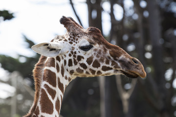 Portrait of a Reticulated Giraffe