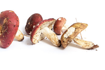 Group of mushrooms russula on white background