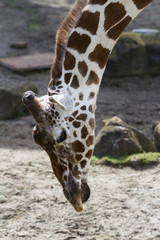 Obraz premium A Reticulated Giraffe Bending Down