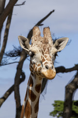 Portrait of a Reticulated Giraffe