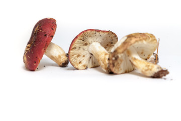 Group of mushrooms russula on white background