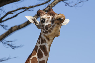 A Reticulated Giraffe with a Tongue Stincking Out