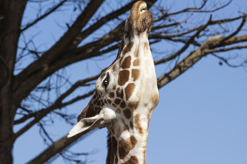 Reticulated Giraffe Head Up