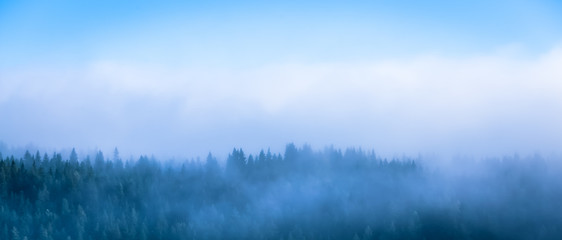 Foggy autumn forest view. Photo from Sotkamo, Finland.